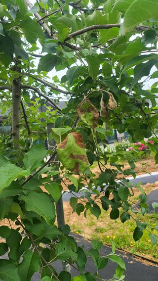 백용협님의 사과 · 병해충상담 작성글 사진