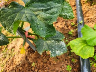 곽승희님의 오이 · 병해충상담 작성글 사진