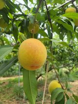 팜모닝 자유주제·사진전 게시글 이미지