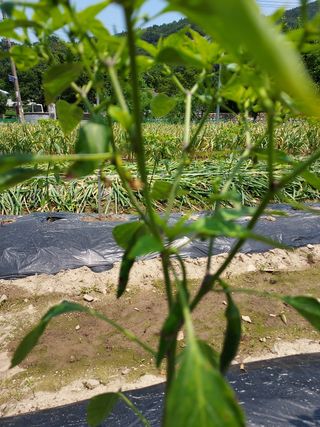 김명웅님의 고추 · 병해충상담 작성글 사진