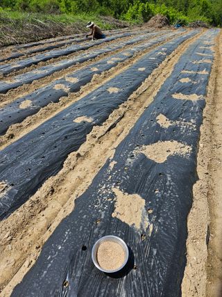 고사리.밤.육쪽마늘님의 팜이웃과 출근/퇴근 같이해요!·참여글 작성글 사진