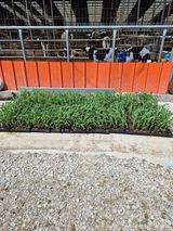 팜모닝 옥수수·영농일지 게시글 이미지