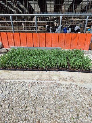 김희국님의 옥수수 · 영농일지 작성글 사진