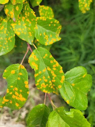 친환경님의 사과 · 병해충상담 작성글 사진