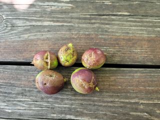 이경주님의 복숭아 · 병해충상담 작성글 사진