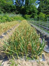 팜모닝 마늘·영농일지 게시글 이미지