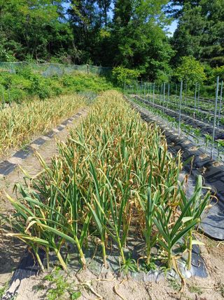 김용관님의 마늘 · 영농일지 작성글 사진