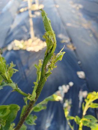 김석건님의 기타작물 · 병해충상담 작성글 사진