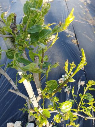 김석건님의 기타작물 · 병해충상담 작성글 사진