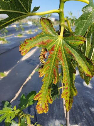 김석건님의 기타작물 · 병해충상담 작성글 사진