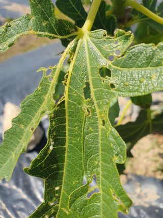 김석건님의 기타작물 · 병해충상담 작성글 사진