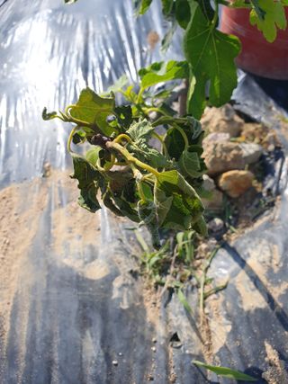 김석건님의 기타작물 · 병해충상담 작성글 사진