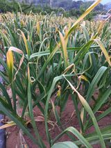 팜모닝 파·병해충상담 게시글 이미지