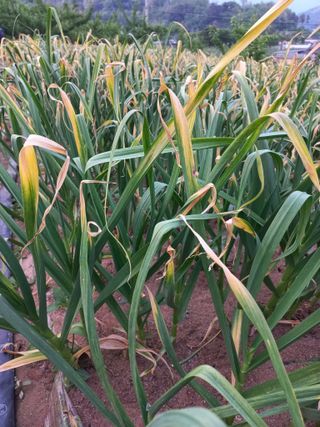 정석운님의 파 · 병해충상담 작성글 사진