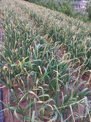 정석운님의 파 · 병해충상담 작성글 사진