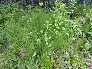 이상천님의 기타작물 · 영농일지 작성글 사진