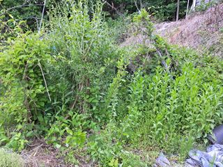 이상천님의 기타작물 · 영농일지 작성글 사진