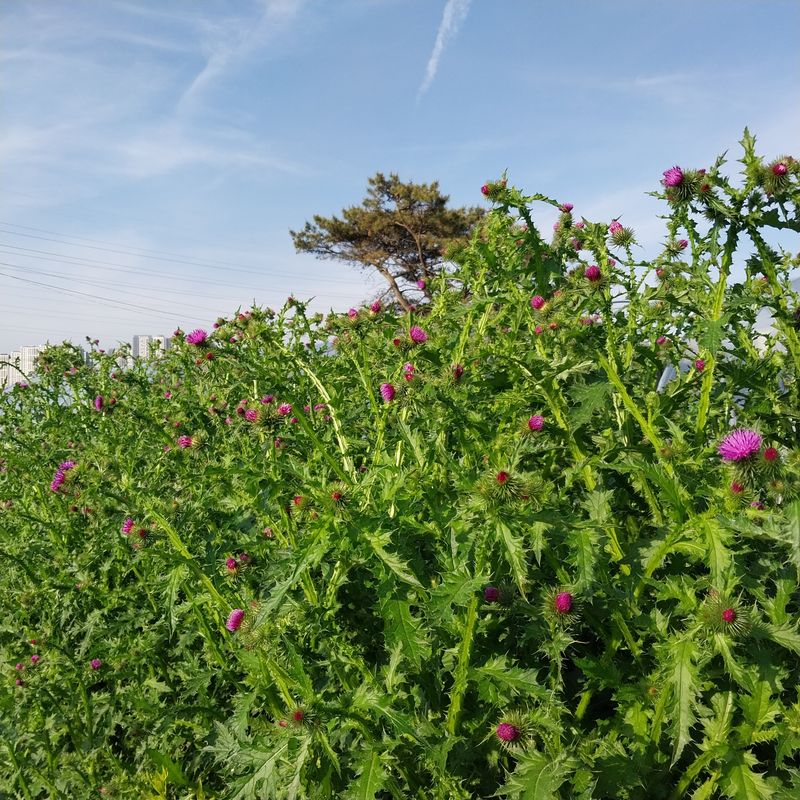 장터 상품 [엉겅퀴 건재 1kg 가격 내렸어요] 썸네일