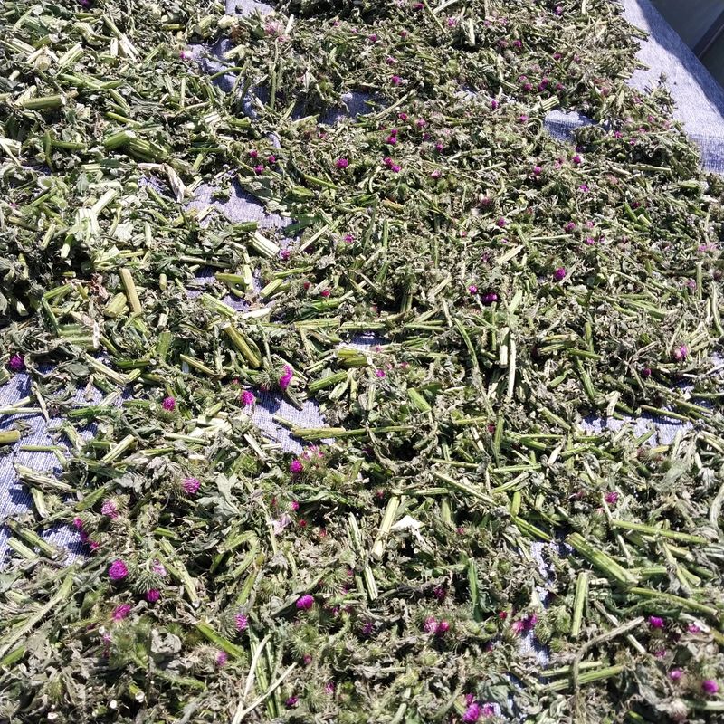 아로대추님의 장터 판매 상품 [엉겅퀴 건재 1kg 가격 내렸어요] 첨부 사진