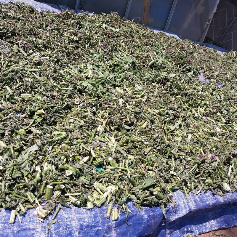 아로대추님의 장터 판매 상품 [엉겅퀴 건재 1kg 가격 내렸어요] 첨부 사진