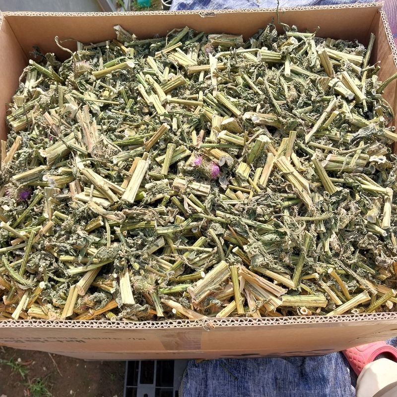 아로대추님의 장터 판매 상품 [엉겅퀴 건재 1kg 가격 내렸어요] 첨부 사진