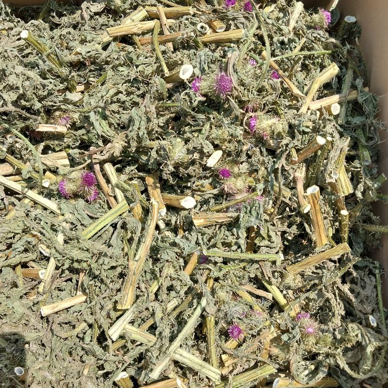 아로대추님의 장터 판매 상품 [엉겅퀴 건재 1kg 가격 내렸어요] 첨부 사진