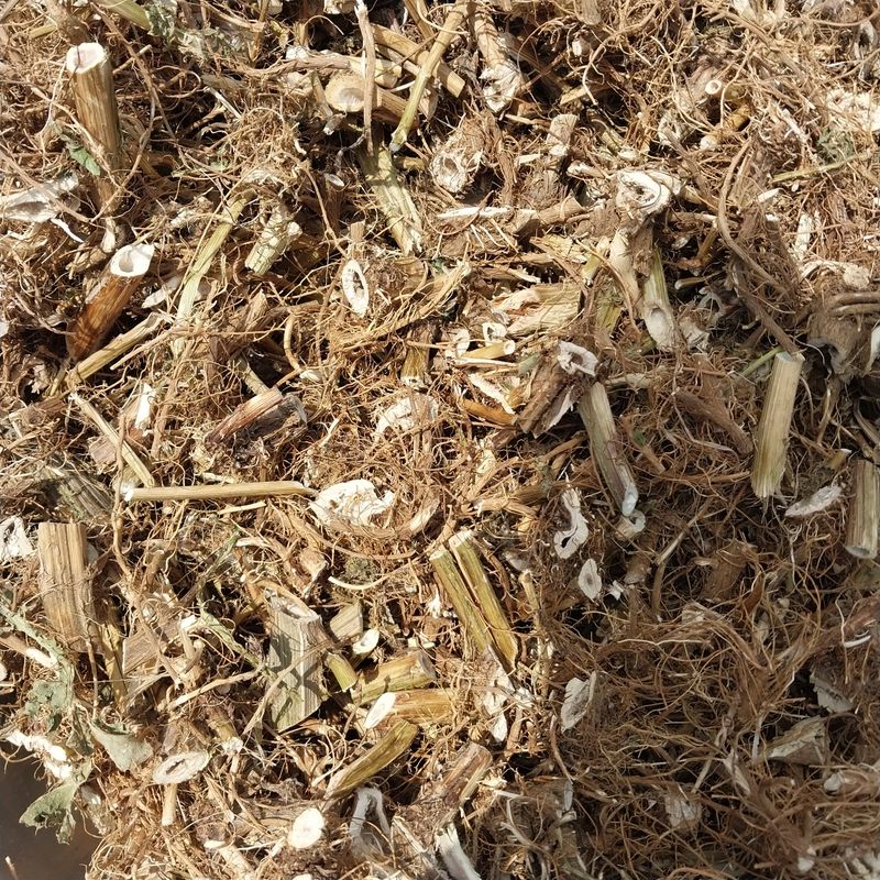 아로대추님의 장터 판매 상품 [엉겅퀴 건재 1kg 가격 내렸어요] 첨부 사진