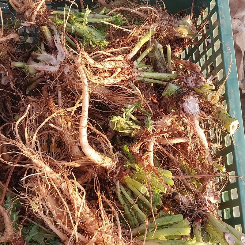 아로대추님의 장터 판매 상품 [엉겅퀴 건재 1kg 가격 내렸어요] 첨부 사진