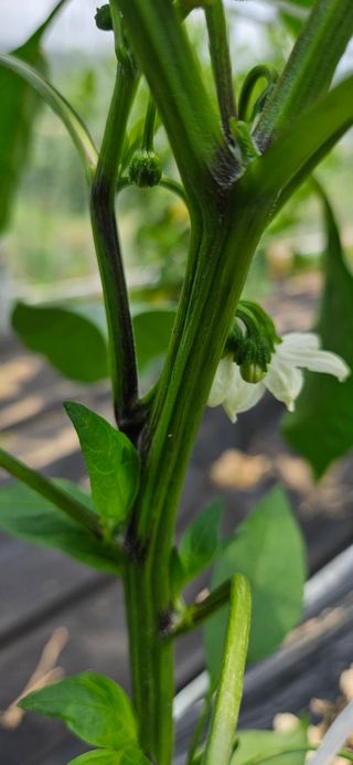 박세인님의 고추 · 병해충상담 작성글 사진