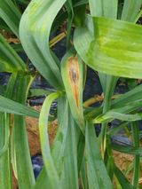 팜모닝 마늘·병해충상담 게시글 이미지