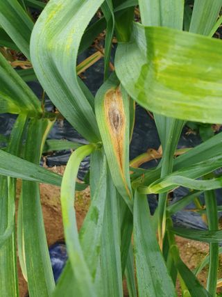 큰골왕자님의 마늘 · 병해충상담 작성글 사진