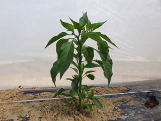 감7993님의 고추 · 영농일지 작성글 사진