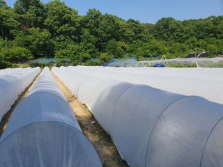 감7993님의 고추 · 영농일지 작성글 사진