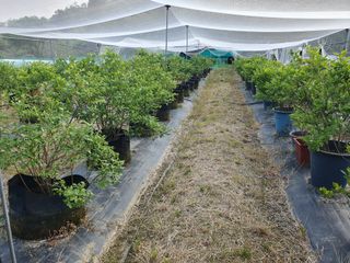 감7993님의 고추 · 영농일지 작성글 사진