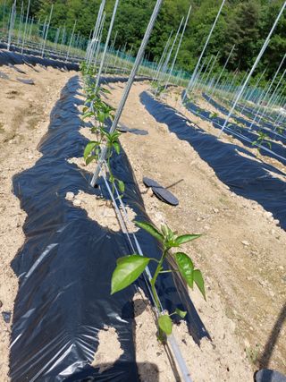 지금은 공돌이님의 고추 · 병해충상담 작성글 사진