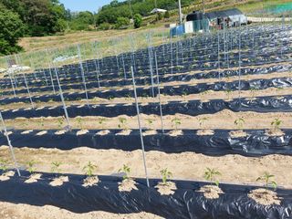 지금은 공돌이님의 고추 · 병해충상담 작성글 사진