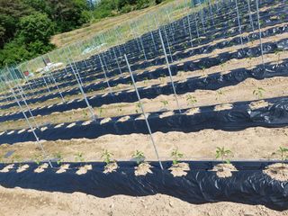 지금은 공돌이님의 고추 · 병해충상담 작성글 사진