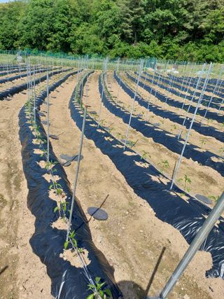 지금은 공돌이님의 고추 · 병해충상담 작성글 사진