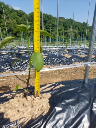 지금은 공돌이님의 고추 · 병해충상담 작성글 사진