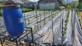 김중언님의 고추 · 영농일지 작성글 사진