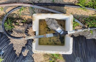 김중언님의 고추 · 영농일지 작성글 사진