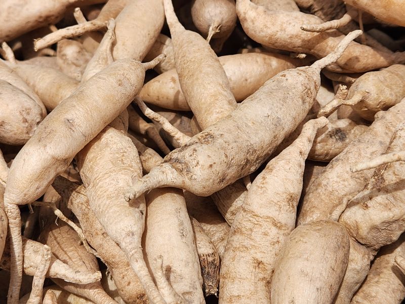 장터 상품 [천문동생과3kg] 썸네일