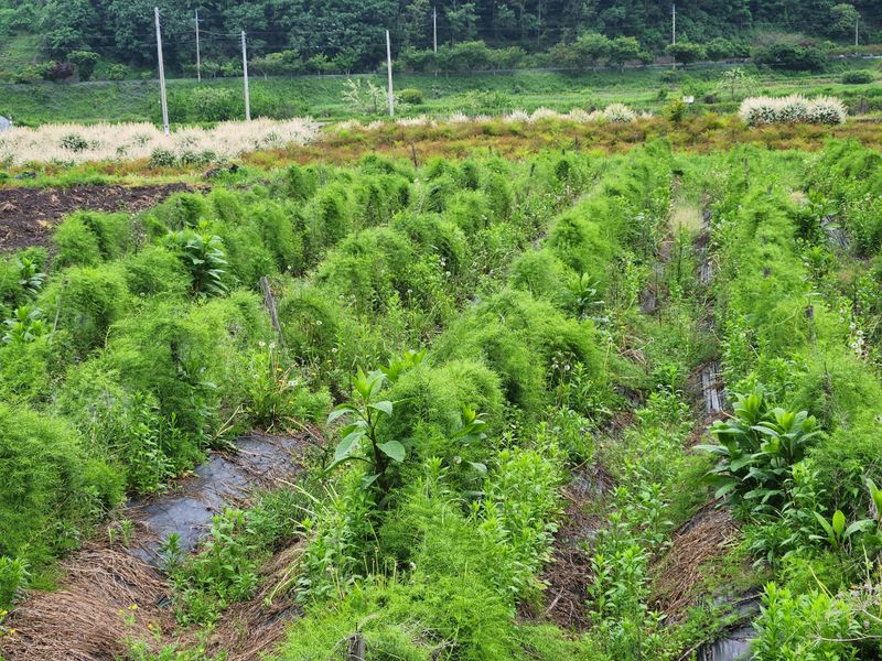 이창신님의 장터 판매 상품 [천문동생과3kg] 첨부 사진