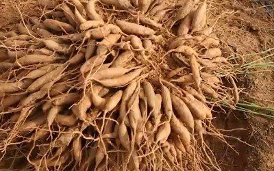 이창신님의 장터 판매 상품 [천문동생과3kg] 첨부 사진