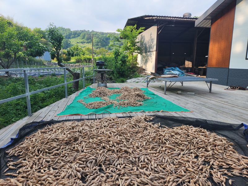 이창신님의 장터 판매 상품 [천문동생과3kg] 첨부 사진