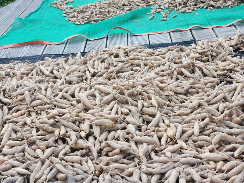 이창신님의 장터 판매 상품 [천문동생과3kg] 첨부 사진