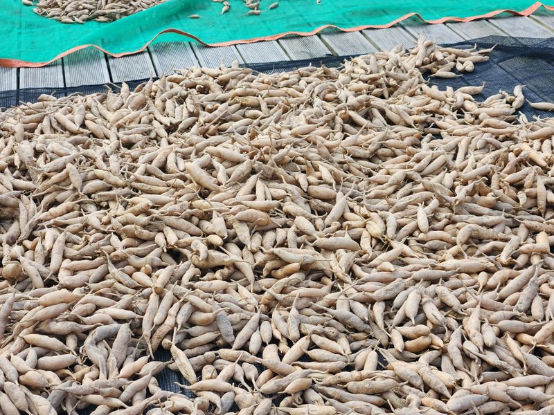 이창신님의 장터 판매 상품 [천문동생과3kg] 첨부 사진