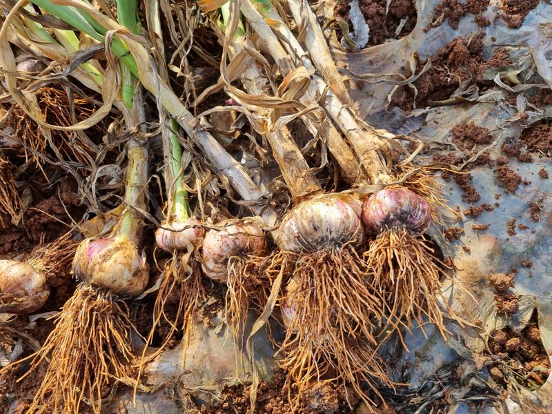 민들레님의 장터 판매 상품 [마늘(장아치용)  판매완료] 첨부 사진