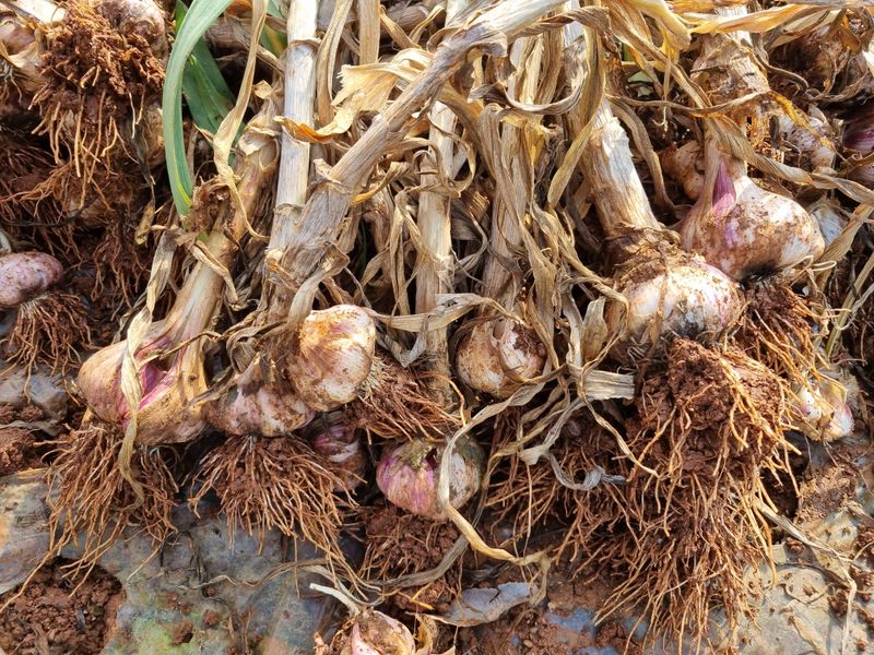 민들레님의 장터 판매 상품 [마늘(장아치용)  판매완료] 첨부 사진