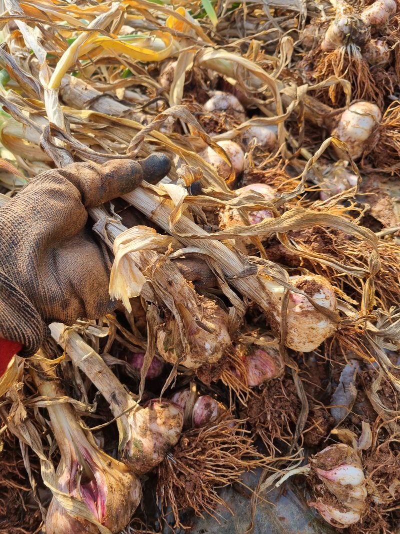 민들레님의 장터 판매 상품 [마늘(장아치용)  판매완료] 첨부 사진